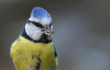 Blue Tit   5714.jpg