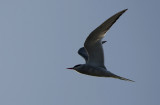 Arctic Tern   7643.jpg