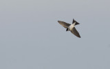 House Martin   9216.jpg