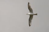 Herring Gull   9518.jpg