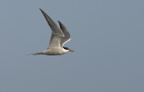 Common Tern   0334_1.jpg