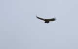 Griffon Vulture   1045.jpg