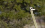 Great Grey Shrike   2853.jpg