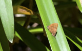Butterfly  3479.jpg