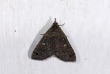 moth  4309.jpg