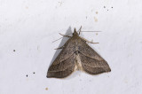 moth  4310.jpg