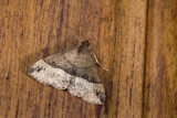 moth  4311.jpg