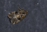 moth  4313.jpg