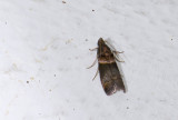 moth  4316.jpg