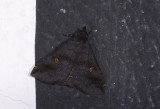 moth  4318.jpg