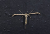 moth  4320.jpg