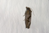 moth  4323.jpg