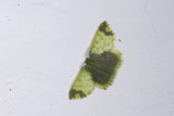 moth  4332.jpg