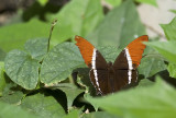 butterfly  5611.jpg