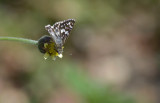butterfly  7767.jpg