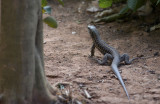lizard  8084.jpg