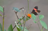 butterfly  8358.jpg