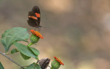 butterfly  8726.jpg