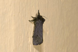 moth  9009.jpg