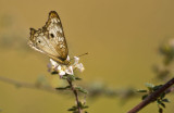butterfly  9666.jpg