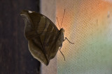 moth  1248.jpg