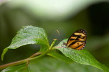 Butterfly  2859.jpg