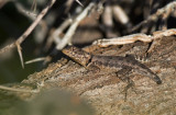 lizard  3561.jpg