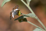 butterfly  3712.jpg