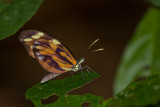 butterfly  3926.jpg