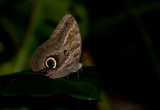 butterfly  4325.jpg