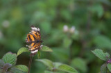 butterfly  6797.jpg