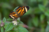 butterfly  6804.jpg