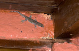 lizard  7555.jpg
