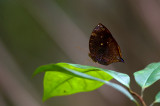 butterfly  7818.jpg
