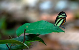 butterfly  7866.jpg
