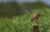 Burrowing Owl  8947.jpg