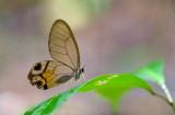 butterfly  0301.jpg