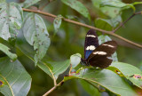 Butterfly  1483.jpg