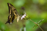 butterfly  1578.jpg