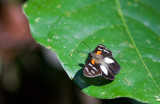 Butterfly  2116.jpg