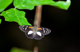 Butterfly  2124.jpg