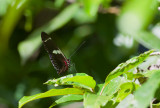 Butterfly  2711.jpg