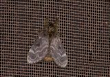 moth  9029.jpg