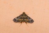 moth  9039.jpg