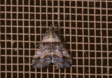 moth  9061.jpg