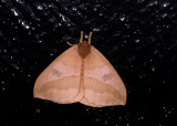 moth  0458.jpg