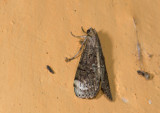 moth  0468.jpg