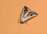 moth  0473.jpg