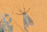 moth  9950.jpg
