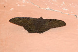 moth  0476.jpg